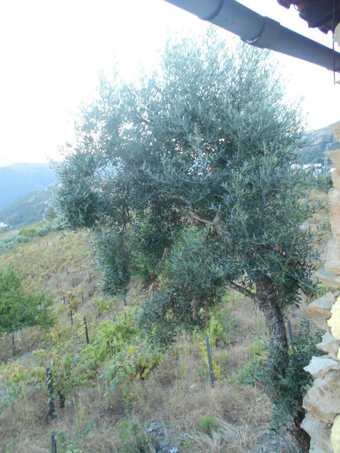 Casa Da Vinha Em Tabuaco - Douro Villa Luaran gambar